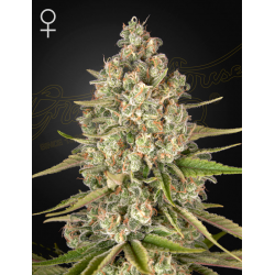 Lost Pearl | Feminised, Indoor & Outdoor