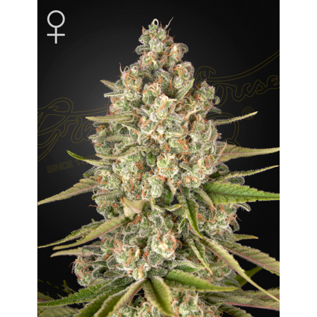 Lost Pearl | Feminised, Indoor & Outdoor