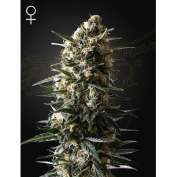 Bubba Slush | Feminised, Indoor & Outdoor