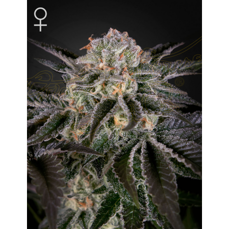 Wonder Pie | Feminised, Indoor & Outdoor