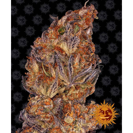 Runtz Auto | Feminised, Auto, Indoor & Outdoor