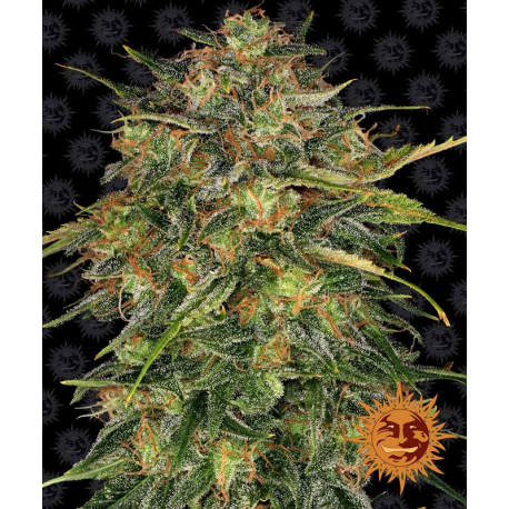 Cheese | Feminised, Indoor & Outdoor