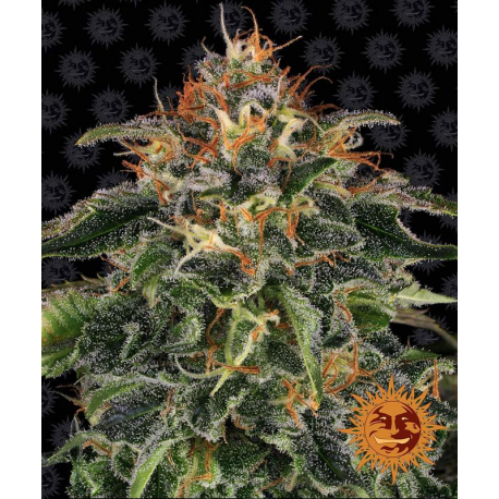 Moby Dick | Feminised, Indoor & Outdoor