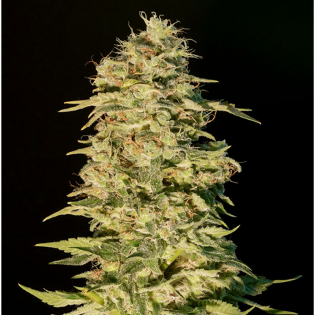 OG Lemon Bilbo | Feminised, Indoor & Outdoor