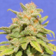 White Crystal Meth Auto | Feminised, Auto, Indoor & Outdoor