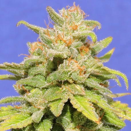 White Crystal Meth Auto | Feminised, Auto, Indoor & Outdoor