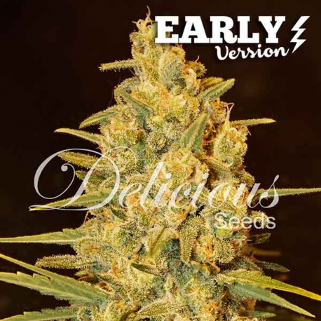 Critical Sensi Star Early Version | Feminised, Indoor & Outdoor