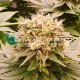 Harlequeen THC Free | Feminised, Indoor & Outdoor
