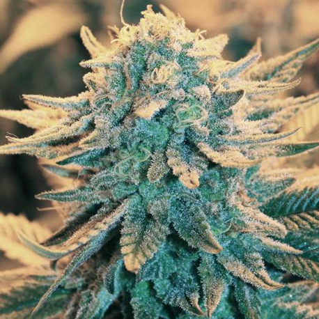 B-52 | Feminised, Indoor & Outdoor