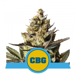 Royal CBG Automatic | Feminised, Auto, Indoor & Outdoor