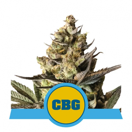 Royal CBG Automatic | Feminised, Auto, Indoor & Outdoor
