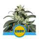 Royal CBDV Automatic | Feminised, Auto, Indoor & Outdoor