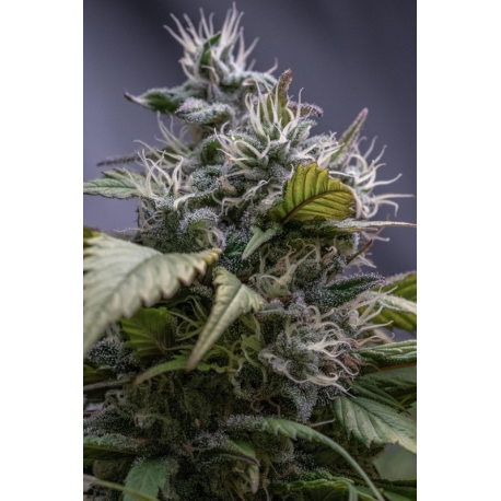 HashPlant Haze x Kali China | Feminised, Indoor & Outdoor