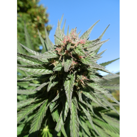 Erdbeer x Purpurea 09 | Indoor & Outdoor