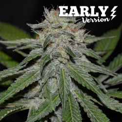 Critical Neville Haze Early Version | Feminised, Indoor & Outdoor