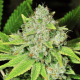 Original Glue | Feminised, Indoor & Outdoor