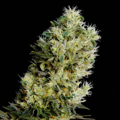 Amnesia Bilbo Auto | Feminised, Auto, Indoor & Outdoor