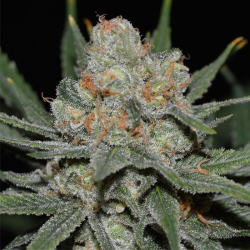 Nevil Bilbo Auto | Feminised, Auto, Indoor & Outdoor