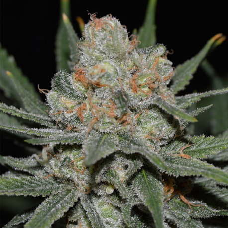 Nevil Bilbo Auto | Feminised, Auto, Indoor & Outdoor
