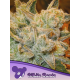 White Runtz | Feminised, Indoor & Outdoor