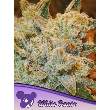 White Runtz | Feminised, Indoor & Outdoor