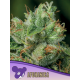 Afghanica, Landraces | Feminised, Indoor & Outdoor