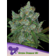 Bruce Banner 3 | Feminised, Indoor & Outdoor