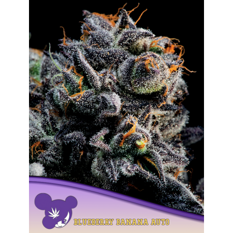 Auto Blueberry Banana | Feminised, Auto, Indoor & Outdoor