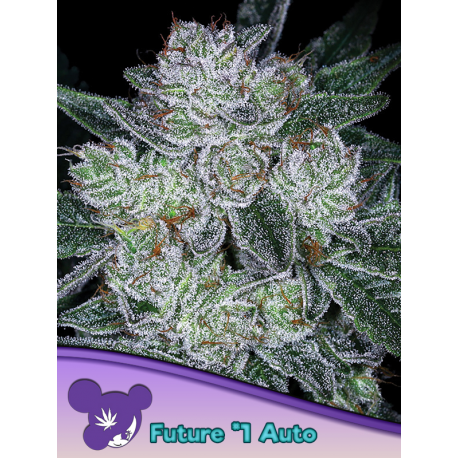 Auto Future 1 | Feminised, Auto, Indoor & Outdoor