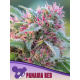 Panama Red, Landraces | Feminised, Indoor & Outdoor