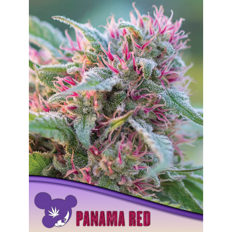 Panama Red, Landraces | Feminised, Indoor & Outdoor