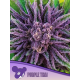 Purple Thai, Landraces | Feminised, Indoor & Outdoor