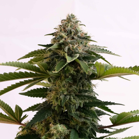 Amnesia Dream XL Auto Edition | Feminised, Auto, Indoor & Outdoor