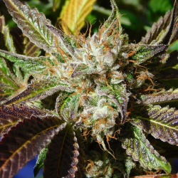 Do-Si-Dos Auto | Feminised, Auto, Indoor & Outdoor