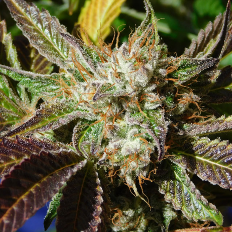 Do-Si-Dos Auto | Feminised, Auto, Indoor & Outdoor