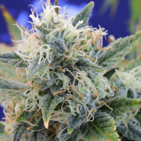 Girl Scout Cookies | Feminised, Indoor & Outdoor