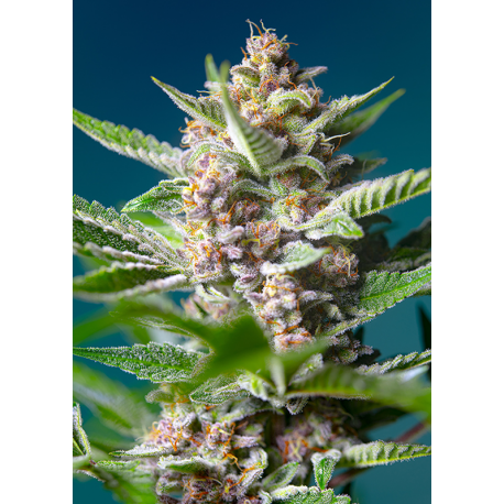 Purple Punch OG | Feminised, Indoor & Outdoor