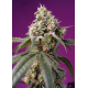 Bruce Banner Auto | Feminised, Auto, Indoor & Outdoor