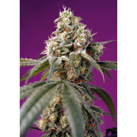 Bruce Banner Auto | Feminised, Auto, Indoor & Outdoor