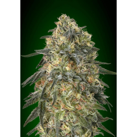 Gorilla | Feminised, Indoor & Outdoor