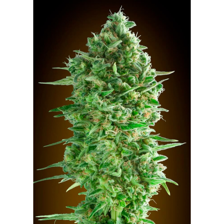 Do-Si-Dos Cookies | Feminised, Indoor & Outdoor