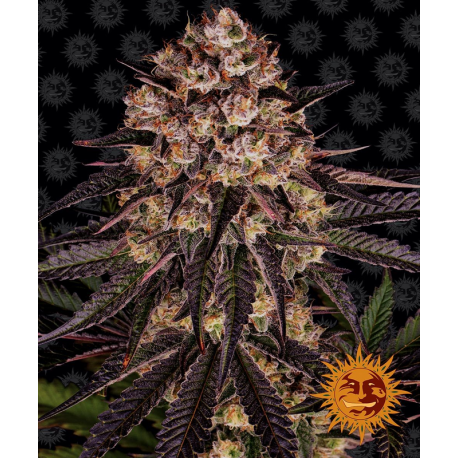 Biscotti Mintz | Feminised, Indoor & Outdoor