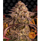 Blue Sunset Sherbert | Feminised, Indoor & Outdoor