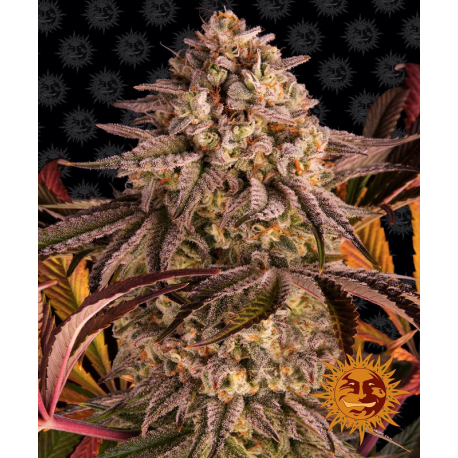 Blue Sunset Sherbert | Feminised, Indoor & Outdoor
