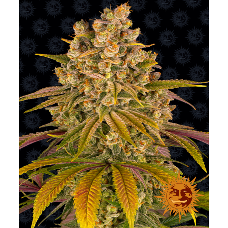 Lemon Tree | Feminised, Indoor & Outdoor