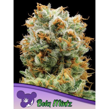 Bola Mintz | Feminised, Indoor & Outdoor