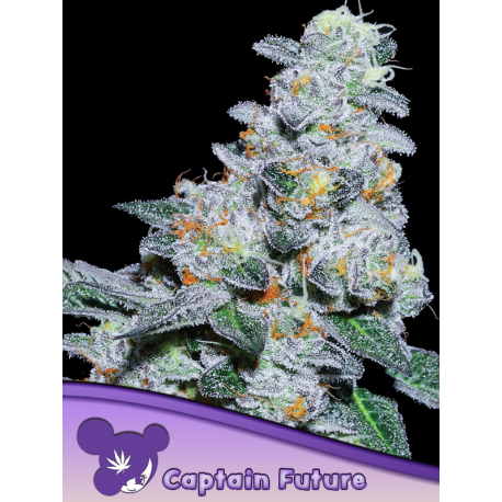 Captain Future | Feminised, Indoor & Outdoor