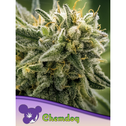 Chemdog | Feminised, Indoor & Outdoor