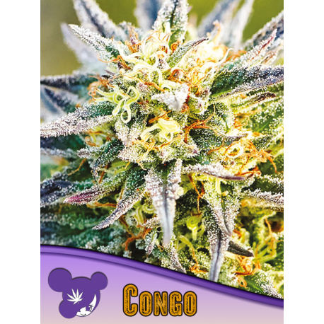 Congo, Landraces | Feminised, Indoor & Outdoor