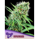 Copacobana, Landraces | Feminised, Indoor & Outdoor